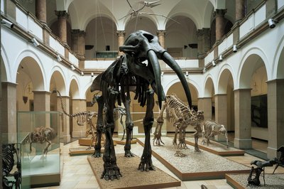 뮌헨 고생물학 박물관(팔레온톨로기셰스 무제움 뮌헨)